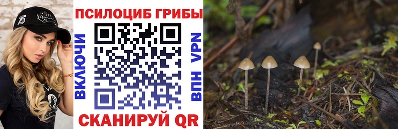 Купить Волжск Псилоцибиновые грибы мицелий